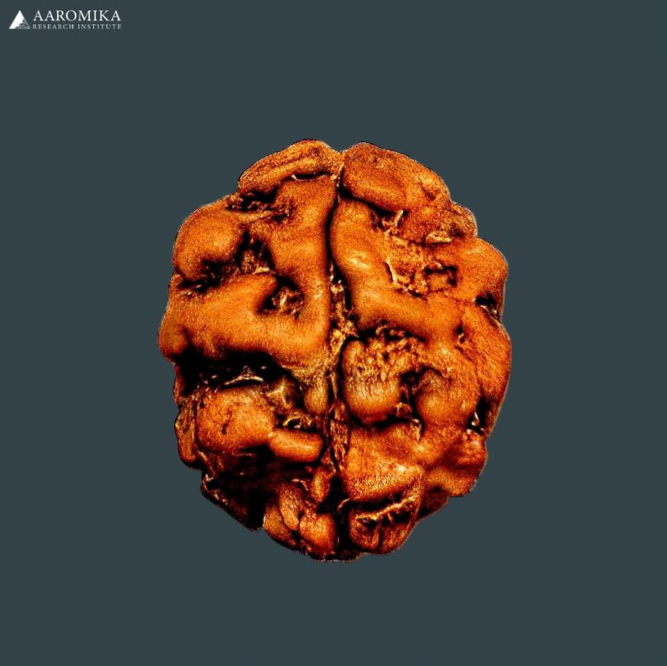 2 Mukhi Nepali Rudraksha