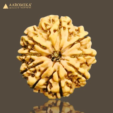 9 Mukhi Rudraksh Nepali