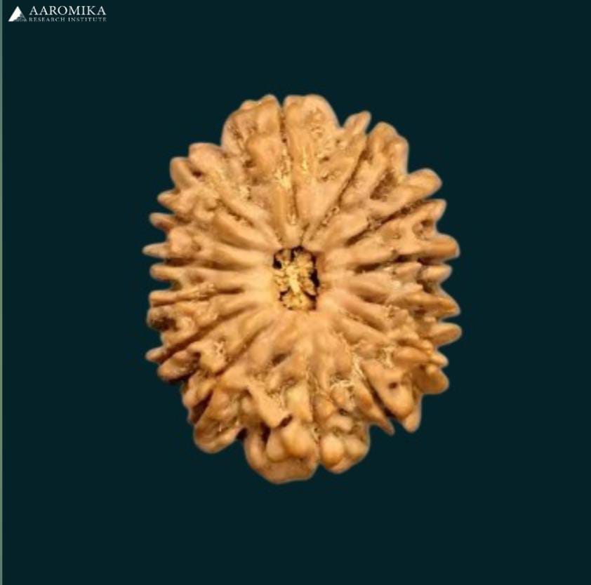 14 Mukhi Nepali Rudraksh