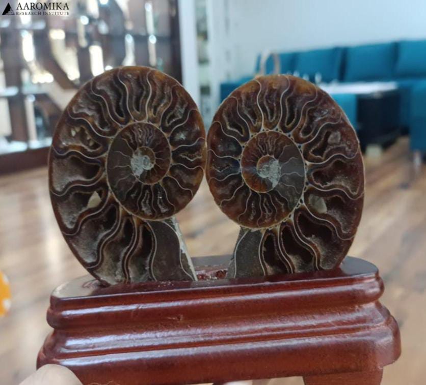 Ammonite fossils displayed wooden Stand