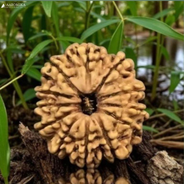 12 Mukhi Nepali Rudraksha