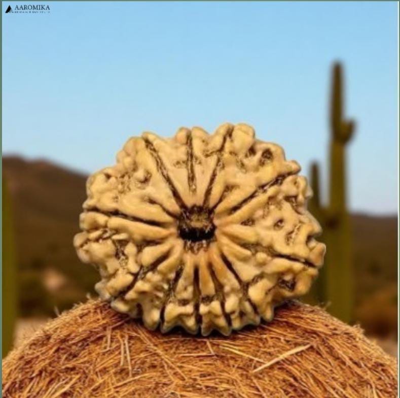 11 Mukhi Rudraksh Nepali