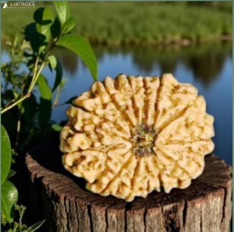 13 Mukhi Nepali Rudraksh