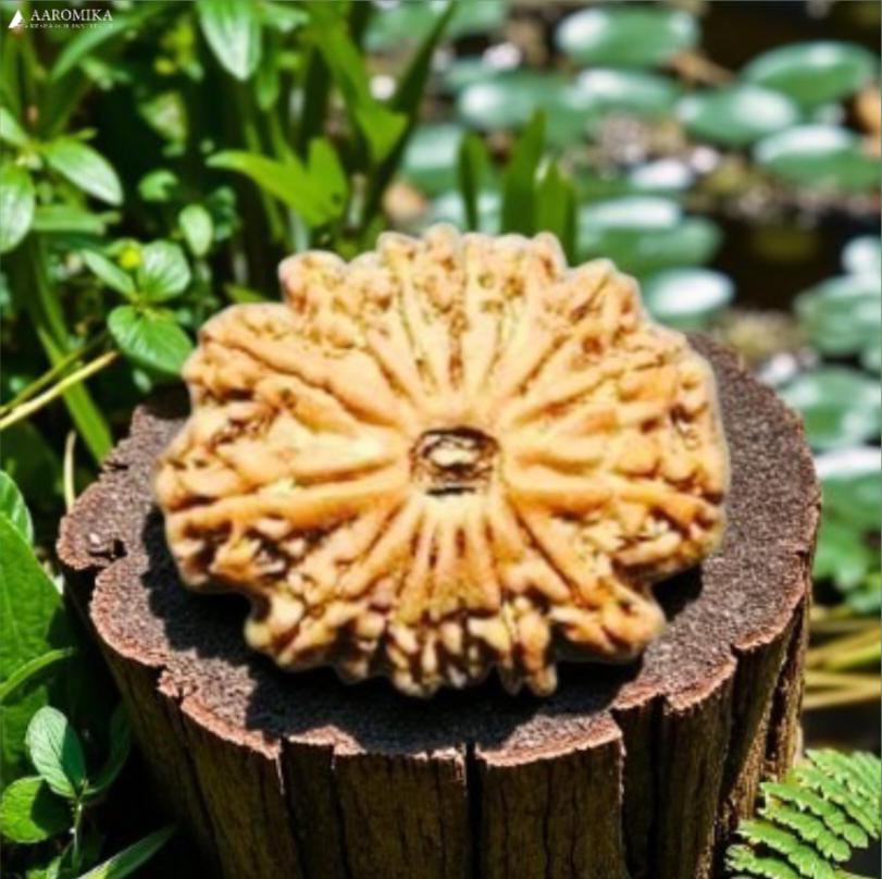 15 Mukhi Nepali Rudraksh