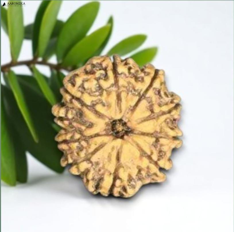 10 Mukhi Nepali Rudraksh