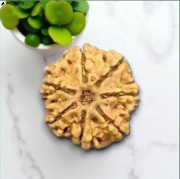 7 Mukhi Nepali Rudraksh