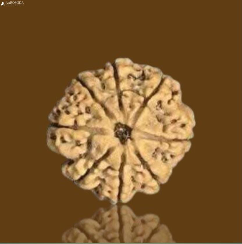 8 Mukhi Nepali Rudraksh