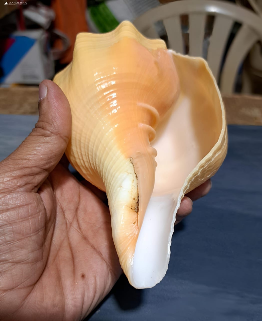 Dakshinavarti Blowing Shankh